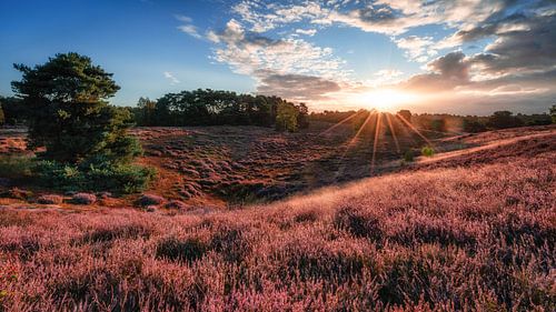 Sunrise in the Westruper Heide