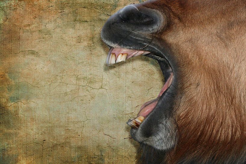 Paard aan de muur 3 von Wybrich Warns