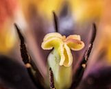 Zicht op het binnenste van een tulp von Harrie Muis Miniaturansicht