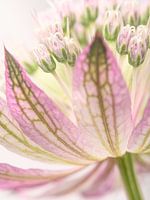 Eyecatcher: Oudroze Astrantia Major (Zeeuws Knoopje)