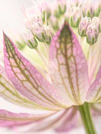 Eyecatcher : Vieux rose Astrantia Major (Grande Astrance) sur Marjolijn van den Berg