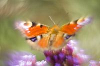 Kleurenpracht van de dagpauwoog vlinder