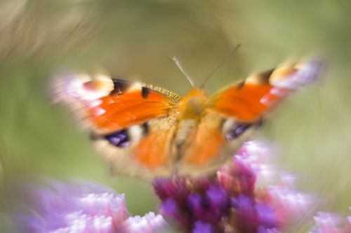 Colorfulness of the peacock butterfly