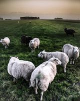 Quite Sheepish ...