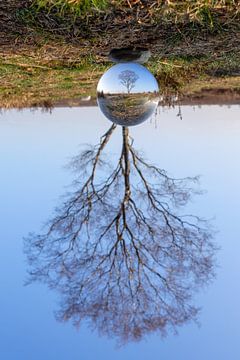 Glass tree by Maarten Kooij