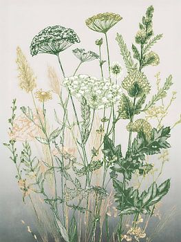 Botanische Illustration: Wildblumen auf dem Feld