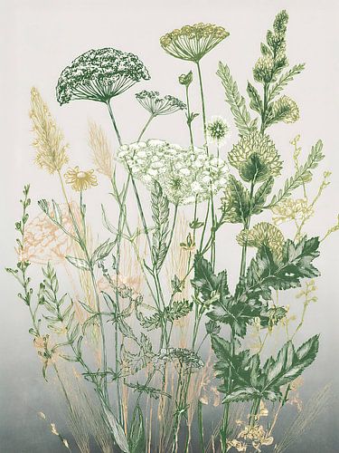 Botanische illustratie: Wilde bloemen in het veld