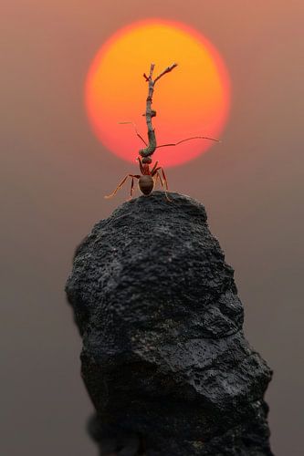 Dappere mier in de zonsondergang