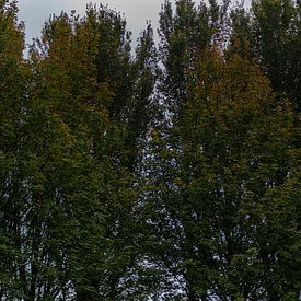 Zeewolde Flevoland van Robinotof