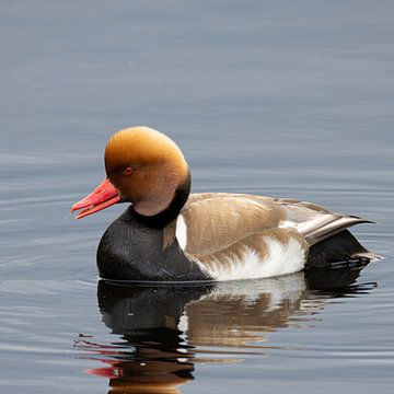 Crowned duck