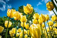 Yellow Tulips