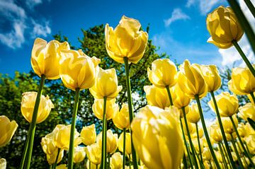 Gelbe Tulpen von Jolanda van Straaten