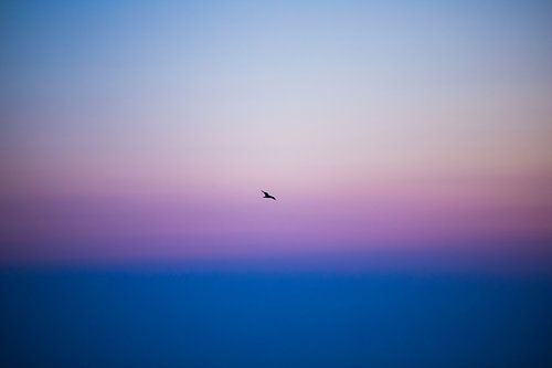 Seagull in the morning