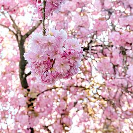 Japanische Kirschblüte, Natur, Naturfotografie von Dana Schoenmaker