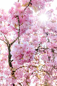 Japanse Kers bloesem, natuur, natuurfotografie