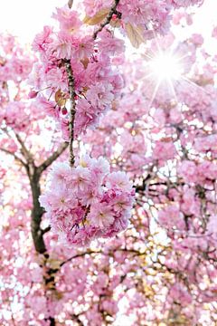 Japanese Cherry blossom, nature, nature photography by Dana Schoenmaker