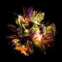 Catplosion