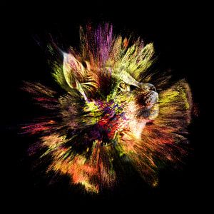 Catplosion