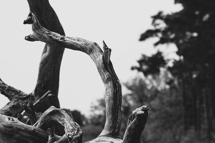 Tree in the Drunense Dunes by Rudy Tunderman