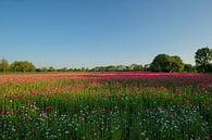 Wide view of poppy field by Moetwil en van Dijk - Fotografie thumbnail