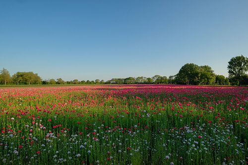 Weidse blik op papaverveld
