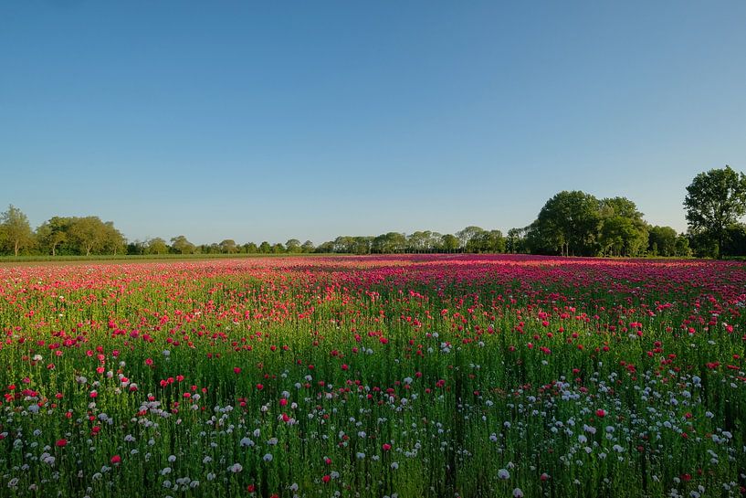 Wide view of poppy field by Moetwil en van Dijk - Fotografie