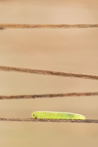 Aufwärts gehen von Erwin Dijkshoorn