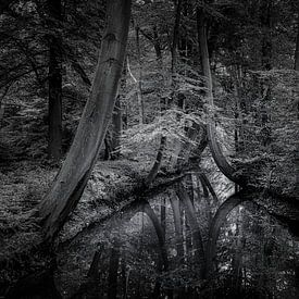 Forest passage by Enrico Veneziano