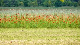 Rotes Mohnblumen Feld von Martin Köbsch