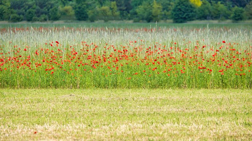 Red poppy field by Martin Köbsch