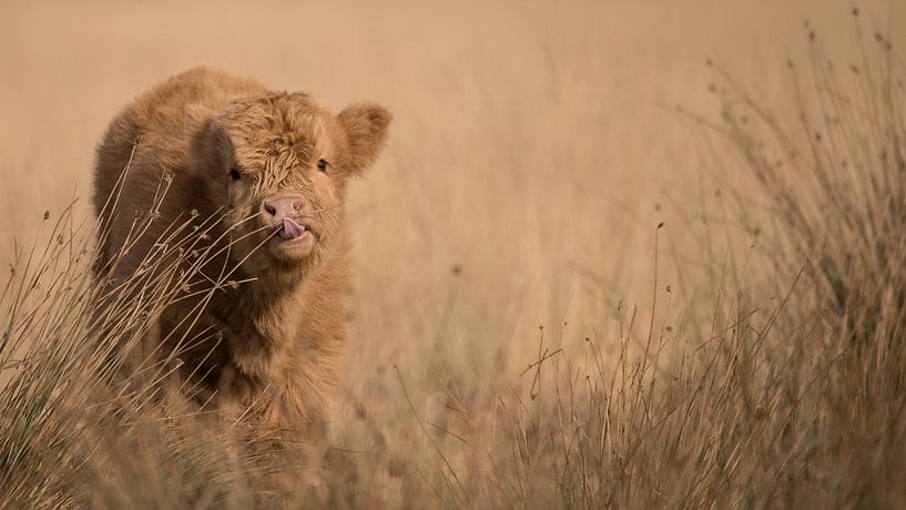 Scottish Highlander calf on the Hijkerveld, Drenthe by Karin van Rooijen Fotografie