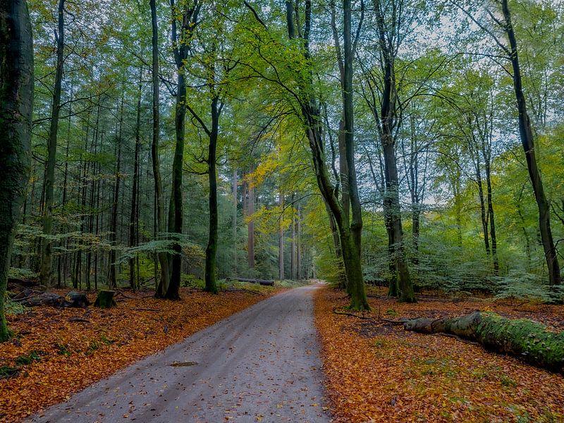 The Speulder Forest by Natascha Worseling