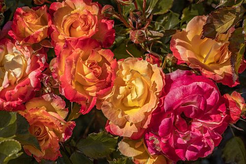 Roses. Baroque. Jardin.
