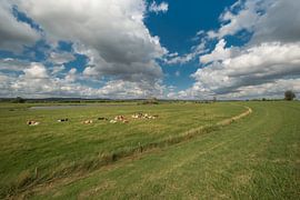 Cows in the floodplains by Moetwil en van Dijk - Fotografie