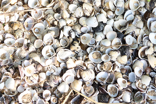 Coquilles
