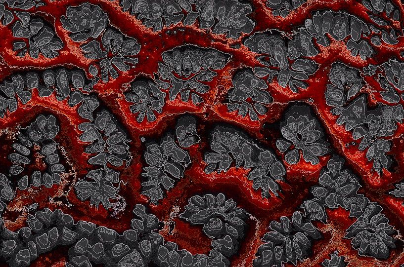 Roter Drache von De Rover