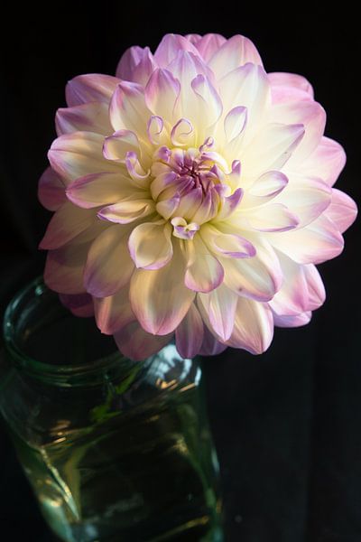 Dahlia by Henriette Tischler van Sleen