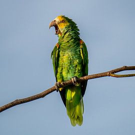 Schreiende Lora von Pieter JF Smit