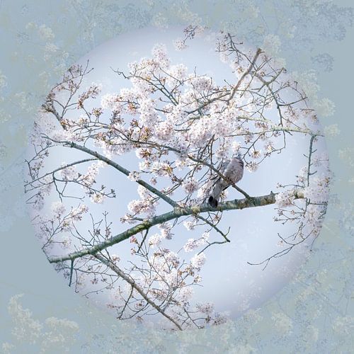 Duif in Blauw Pastel tussen  Bloesem 2. Japan.