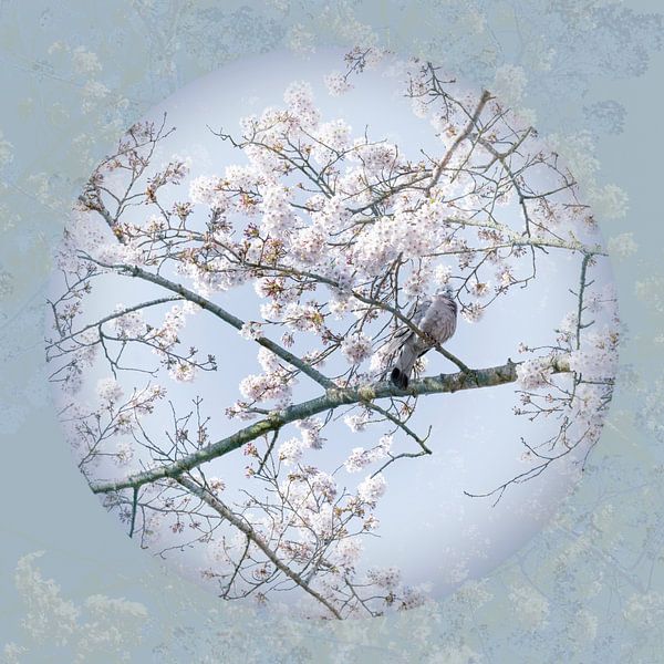 Pigeon in Blue Pastel between Blossom 2 by Alie Ekkelenkamp