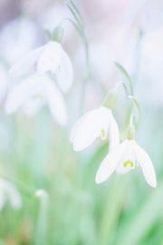 sneeuwklokje / snowdrop by Petra van der Spek