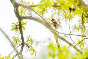 Appelvink van Danny Slijfer Natuurfotografie