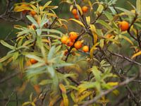 Sea buckthorn
