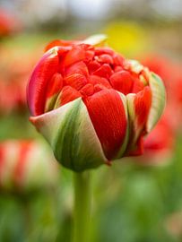 The best has yet to come... by Jan Enthoven Fotografie