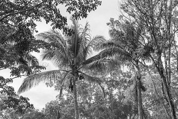 Go coconuts van DsDuppenPhotography