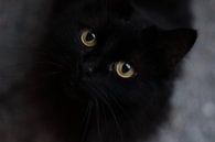 Black cat with green eyes van Angelica Bouwmeester thumbnail