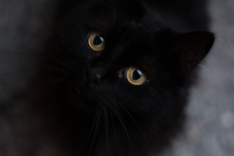 Black cat with green eyes van Angelica Bouwmeester
