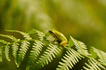Laubfrosch