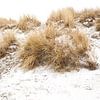 Ameland duinen in de sneeuw 03 van Everards Photography