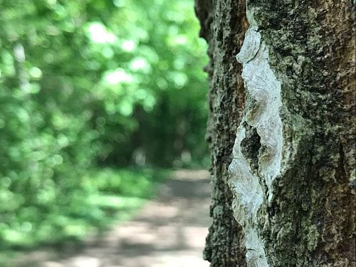Sentier de randonnée